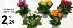 Spazio Conad Kalanchoe offerta