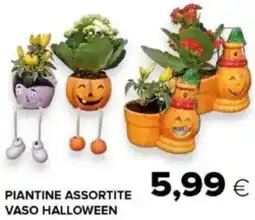 Oasi Piantine assortite vaso halloween offerta