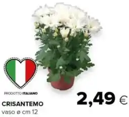 Oasi Crisantemo offerta