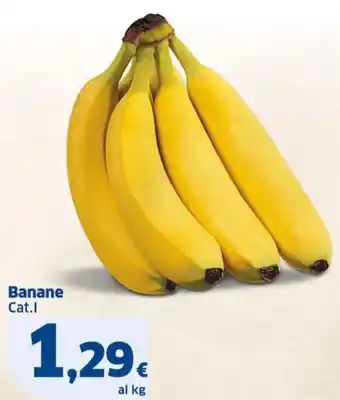 Sigma Banane Cat.I offerta
