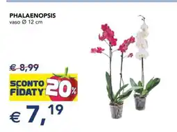 Esselunga Phalaenopsis offerta
