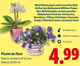 Lidl Piante da fiore offerta