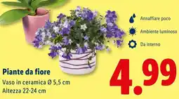 Lidl Piante da fiore offerta