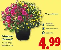 Lidl Crisantemi "Carneval❞ offerta
