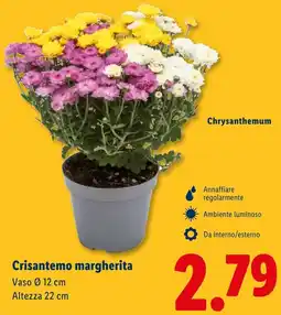 Lidl Crisantemo margherita offerta