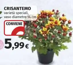 Coop CRISANTEMO offerta