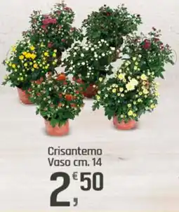 Supermercati Dok Crisantemo offerta