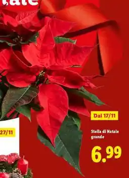 Lidl Stella di Natale grande offerta