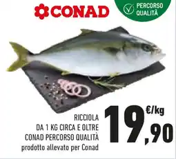 Conad Ricciola e oltre conad percorso qualità offerta