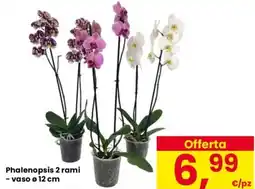 Despar Phalenopsis 2 rami - vaso ø 12 cm offerta