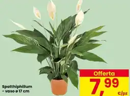 Despar Spatthiphillum - vaso ø 17 cm offerta