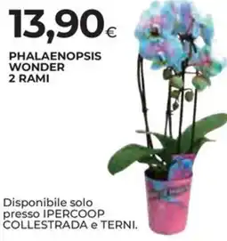 Ipercoop Phalaenopsis wonder 2 rami offerta