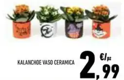 Conad Superstore Kalanchoe vaso ceramica offerta