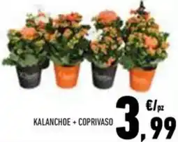 Conad Superstore Kalanchoe + coprivaso offerta