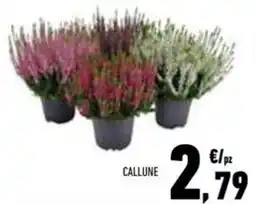 Conad Superstore Callune offerta