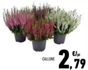 Conad Superstore Callune offerta