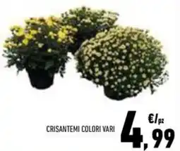 Conad Superstore Crisantemi colori vari offerta