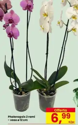 Eurospar Phalenopsis 2 rami offerta