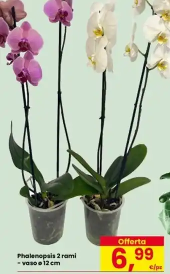 Eurospar Phalenopsis 2 rami offerta