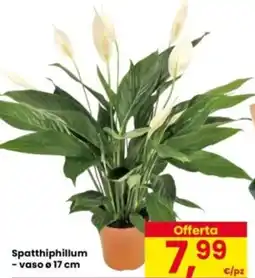 Eurospar Spatthiphillum offerta