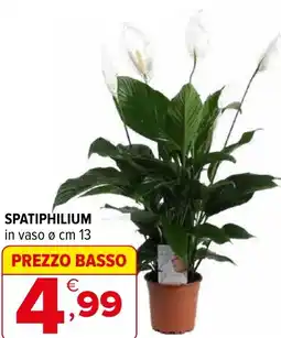 Iperal Spatiphilium offerta