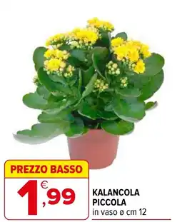 Iperal Kalancola piccola offerta