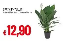 IperFamila Spathiphyllum offerta