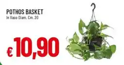 IperFamila Pothos basket offerta