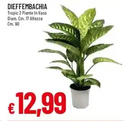 IperFamila Dieffembachia offerta