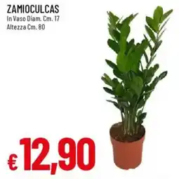 IperFamila Zamioculcas offerta