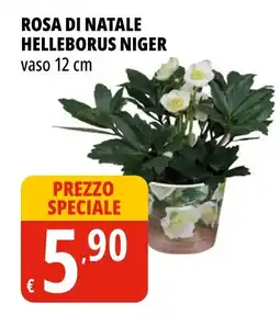 Tigros Rosa di natale helleborus niger vaso 12 cm offerta