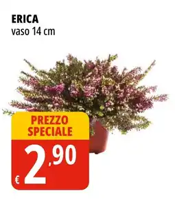 Tigros Erica vaso 14 cm offerta