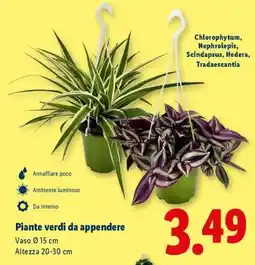 Lidl Piante verdi da appendere offerta