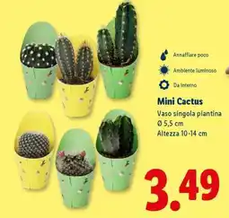 Lidl Mini Cactus offerta