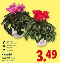 Lidl Ciclamini offerta