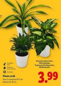 Lidl Piante verdi offerta