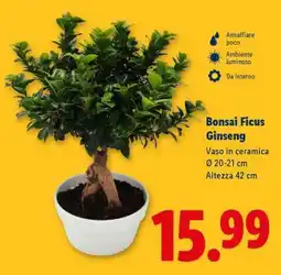 Lidl Bonsai Ficus Ginseng offerta