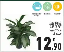 Conad AGLAONEMA SILVER BAY offerta