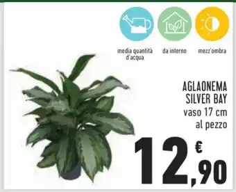 Conad AGLAONEMA SILVER BAY offerta