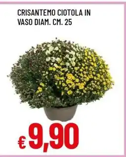 Famila CRISANTEMO CIOTOLA offerta