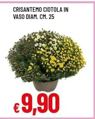 Famila CRISANTEMO CIOTOLA offerta