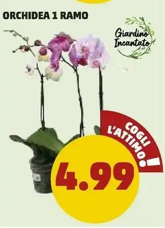 PENNY Giardino incantato orchidea 1 ramo offerta