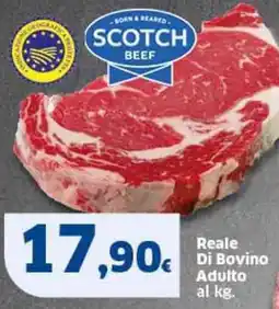 Sigma Reale Di Bovino Adulto offerta