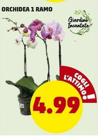 PENNY Giardino incantato orchidea 1 ramo offerta