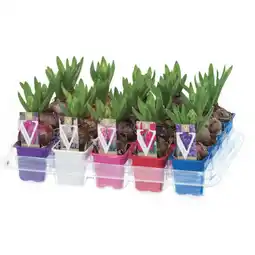 Ipercoop GIACINTO PICCOLO offerta