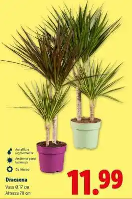 Lidl Dracaena offerta