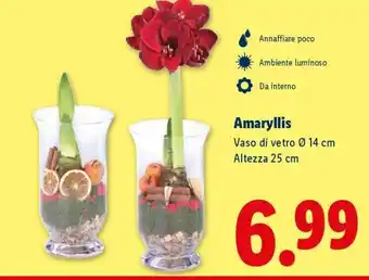 Lidl Amaryllis offerta