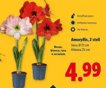 Lidl Amaryllis, 2 steli offerta