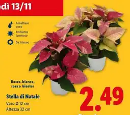 Lidl STELLA DI NATALE offerta