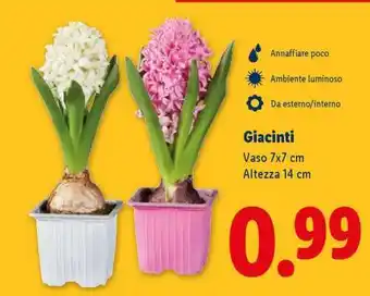 Lidl Giacinti offerta